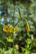 L. callosum var. flaviflorum