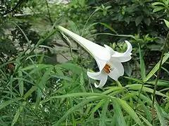 Lilium formosanum