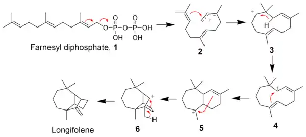 The biosynthesis of Longifolene