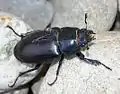 歐洲深山鍬形蟲♀Lucanus cervus