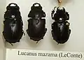 Lucanus mazama