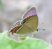 花邊彩灰蝶Heliophorus sena♂