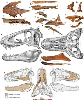 Greyscale reconstruction of a skull viewed from the left and from above; various fossils of skull bones appear above, and are highlighted in brown on silhouettes of the skull below