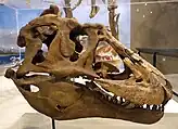 Photo of a skull in a glass case viewed from the right