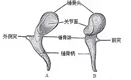 ヒトの槌骨