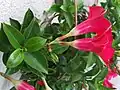 Mandevilla sanderi（英语：）