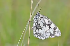 在產卵的加勒白眼蝶Melanargia galathea♀