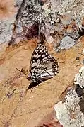 西班牙白眼蝶Melanargia ines