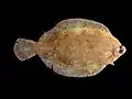 Lemon sole, Microstomus kitt