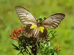 馬來熒光裳鳳蝶T. miranda♀