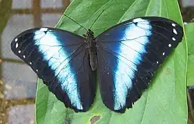 雙列閃蝶Morpho achilles