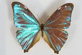 小藍閃蝶Morpho aega