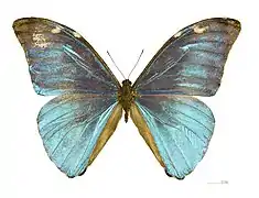 優哉閃蝶Morpho eugenia