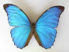 三眼砂閃蝶Morpho amathonte