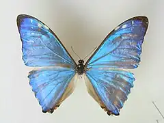 西風閃蝶Morpho zephyritis