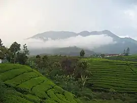 A photograph depicting a blue sky with white clouds at the top, a grey mountain range in the middle, and green foliage at the bottom.