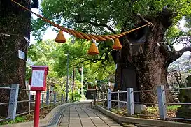 山王神社大樟树