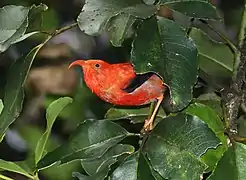 哈卡勞國家野生動物保護區（英语：）中的鐮嘴管鴰