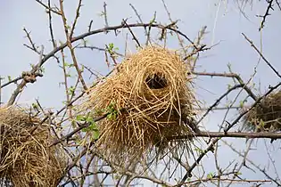 Plocepasser（英语：） nest in Namibia, for year-round occupation.