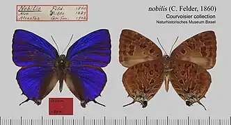 光榮嬈灰蝶Arhopala nobilis