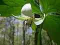 點頭延齡草(Trillium cernuum)