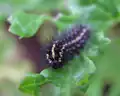 以狗舌草为食的醋栗尺蛾 (Nyctemera annulata)幼虫， 新西兰惠灵顿