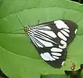 Marbled white moth (Nyctemera coleta) ，菲律宾