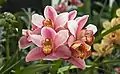 Cymbidium Hybrid