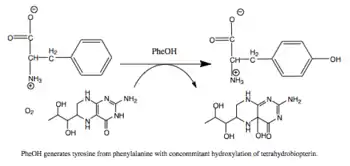 Reaction catalyzed by PheOH.