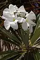 Pachypodium lamerei（英语：）, close-up