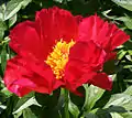 Paeonia lactiflora'Blaze'