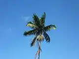 The crown of a plam tree seen against a blue sky background