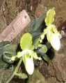 报春兜兰变种Paphiopedilum primulinumvar. purpurascens