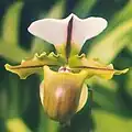 白旗兜兰Paphiopedilum spicerianum