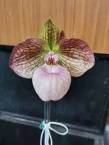 梵天拖鞋蘭Paphiopedilum × fanaticum