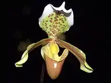 波瓣兜兰Paphiopedilum insigne