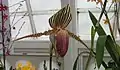 羅氏兜蘭Paphiopedilum rothschildianum