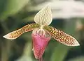 苏氏兜兰Paphiopedilum sukhakulii