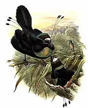 西六线风鸟, Parotia sefilata