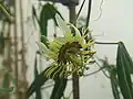 Passiflora xishuangbannaensis