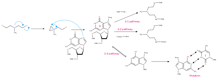 氮芥類藥物第2-1,2-2,2-3條作用路徑