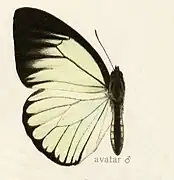 Pareronia paravatar