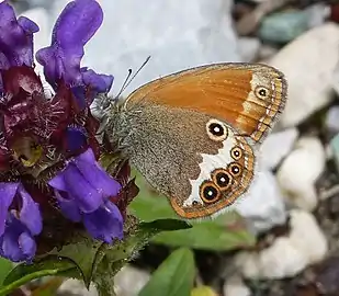 隱藏珍眼蝶Coenonympha arcania