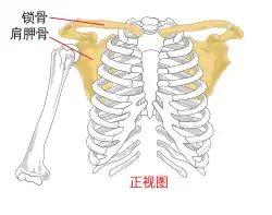 Pectoral girdle - front