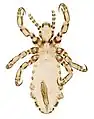 黑猩猩蝨（Pediculus schaeffi）