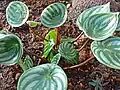 Peperomia argyreia（英语：）