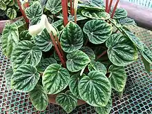 皱叶椒草 Peperomia caperata