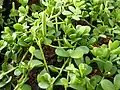 Peperomia caulibarbis