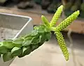 Peperomia columella（英语：）