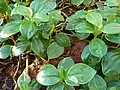 Peperomia glabella